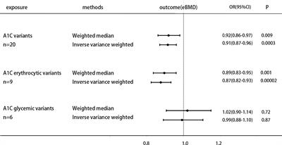 HemoglobinA1c Is a Risk Factor for Changes of Bone Mineral Density: A Mendelian Randomization Study